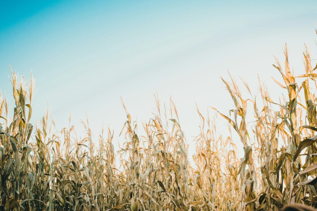 A cornfield with dried brown stalks against a hazy sky.