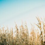 Image of a cornfield. Image by Kimmy Williams on Unsplash