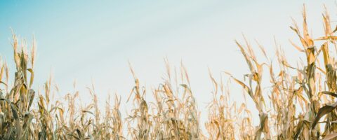 Image of a cornfield. Image by Kimmy Williams on Unsplash