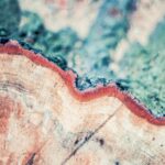 A felled tree. Image by Nicole Köhler from Pixabay