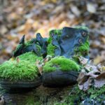 A pair of mossy, old shoes Image by Thomas_Au on Pixabay