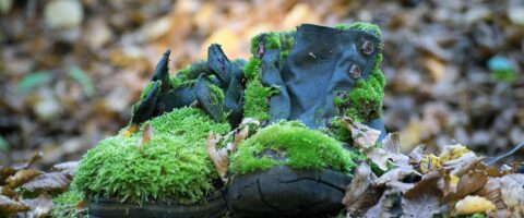 A pair of mossy, old shoes Image by Thomas_Au on Pixabay