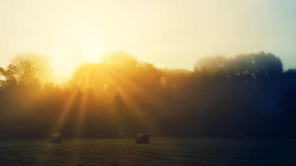 A setting sun shining through trees.