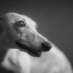 Image by Audrius Vizbaras from Pixabay