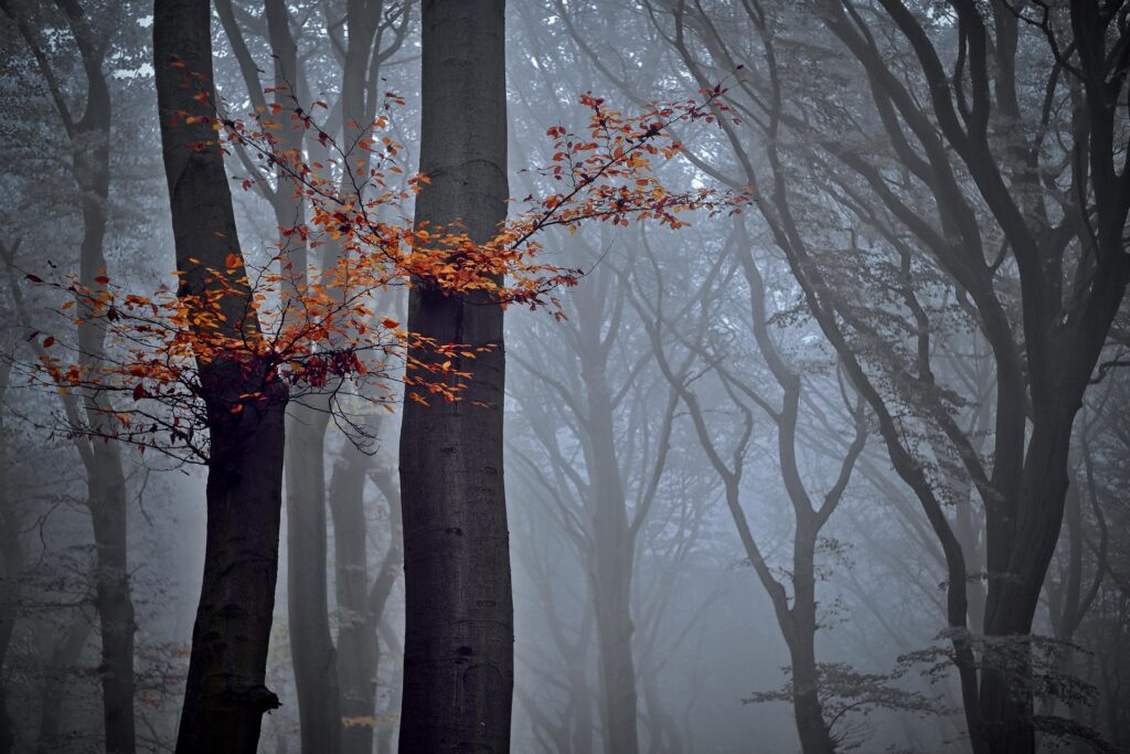 Hackberry trees in fall with fog
