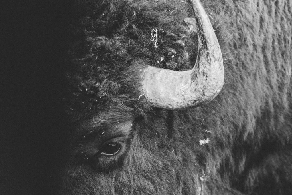 Close up black and white photo of a bison. 