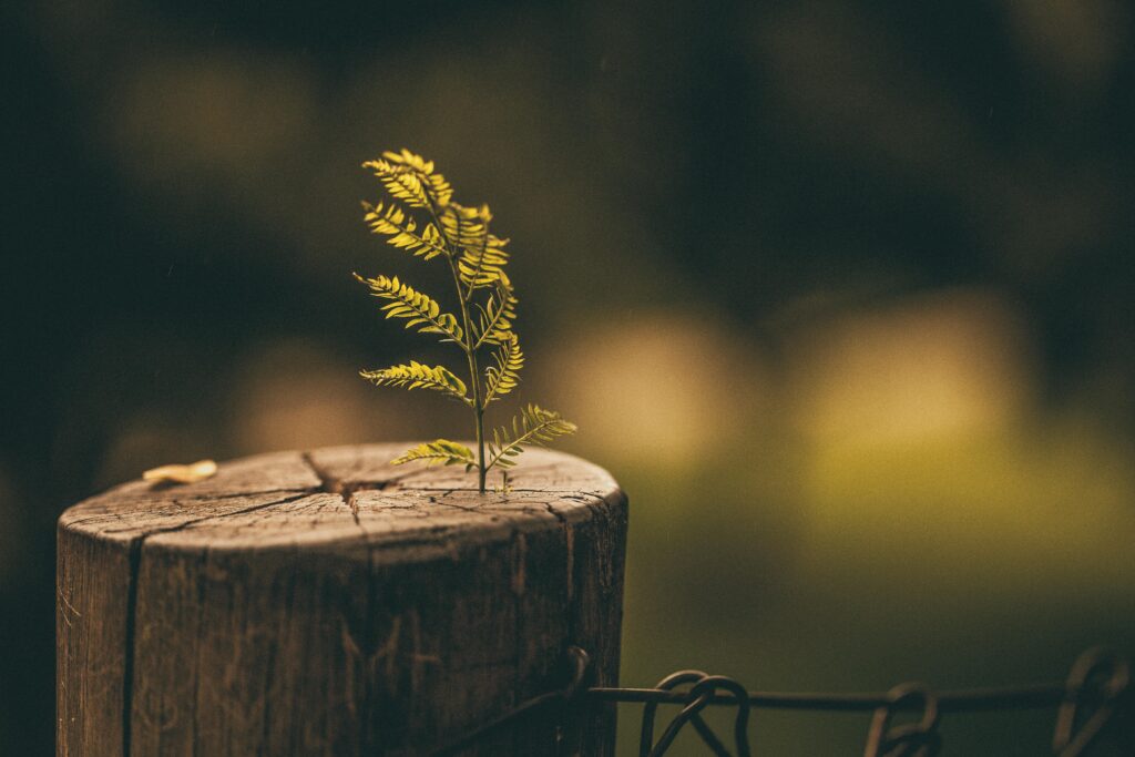 Photo by Lucas Pezeta: