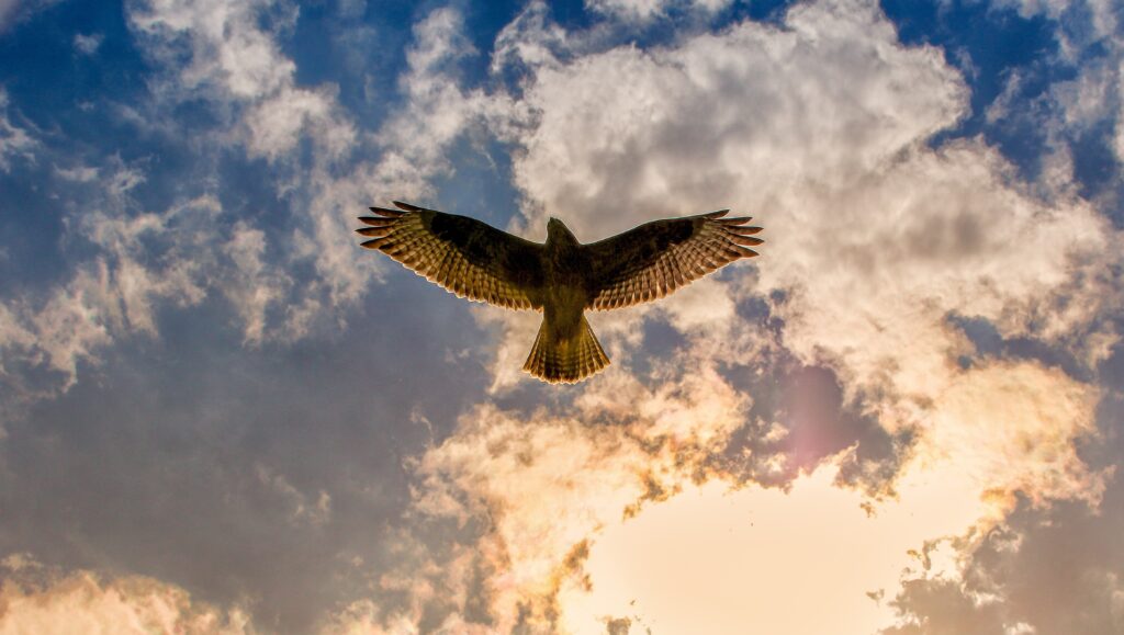 Image by Tom from Pixabay