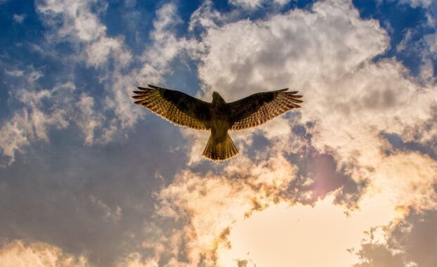 Image by Tom from Pixabay