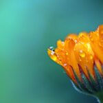 Image by Myriams-Fotos from Pixabay