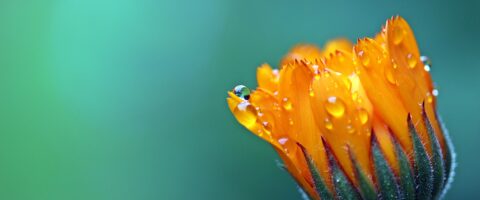 Image by Myriams-Fotos from Pixabay