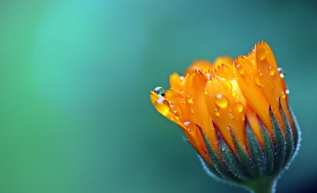 Image by Myriams-Fotos from Pixabay