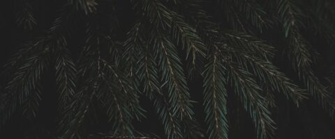 Photo by Fredrik Solli Wandem on Unsplash