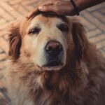 Photo by Jean Alves: https://www.pexels.com/photo/photo-of-person-petting-a-dog-2123773/