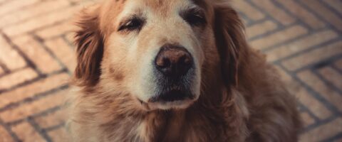 Photo by Jean Alves: https://www.pexels.com/photo/photo-of-person-petting-a-dog-2123773/