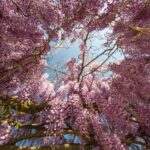 Wisteria tree