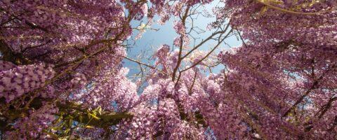 Wisteria tree